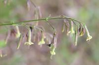 Silene nutans