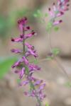 Fumaria officinalis