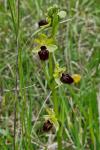 Ophrys aranifera