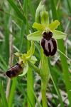 Ophrys aranifera