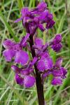 Anacamptis morio