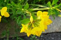 Lotus corniculatus