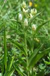 Cephalanthera damasonium