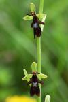 Ophrys insectifera
