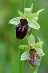 Ophrys aranifera