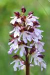 Orchis purpurea