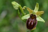 Ophrys aranifera