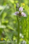 Ophrys apifera