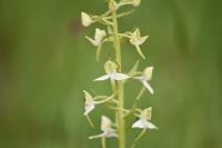 Platanthera chlorantha