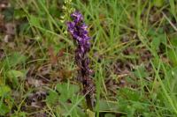 Orchis mascula