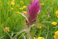 Melampyrum arvense