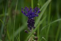 Muscari comosum