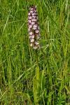 Orchis purpurea