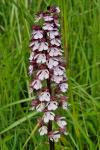 Orchis purpurea