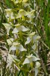 Platanthera chlorantha