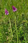 Anacamptis pyramidalis