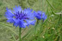 Cyanus segetum