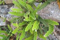 Asplenium ceterach