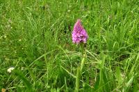Anacamptis pyramidalis