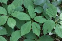 Parthenocissus quinquefolia