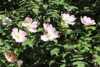 Rosa canina