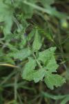 Sisymbrium officinale
