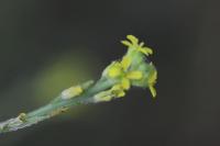 Sisymbrium officinale