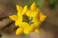 Lotus corniculatus