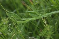 Lathyrus latifolius