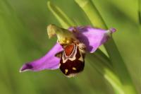 Ophrys apifera