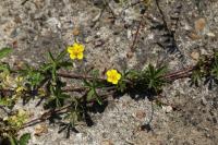 Potentilla reptans