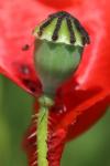 Papaver rhoeas