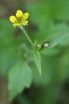 Geum urbanum