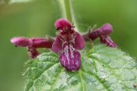 Stachys sylvatica