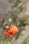 Papaver dubium