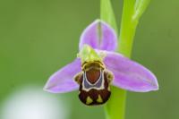 Ophrys apifera