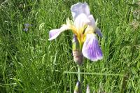 Iris germanica