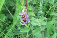 Ophrys apifera