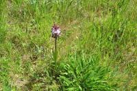 Orchis purpurea