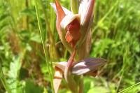 Serapias vomeracea