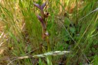 Serapias vomeracea