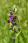 Ophrys apifera
