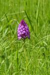 Anacamptis pyramidalis