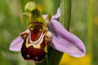 Ophrys apifera