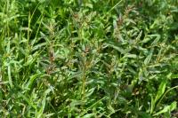 Rhinanthus minor