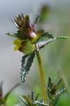 Rhinanthus minor