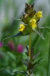 Rhinanthus minor