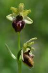 Ophrys aranifera