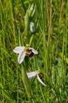 Ophrys apifera