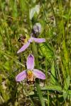 Ophrys apifera